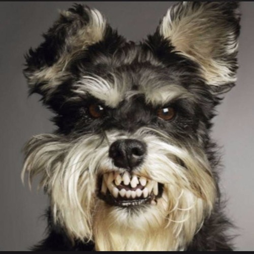 Dog Minor