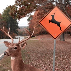 Beware Animals ( feat. ↓Pè)