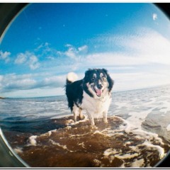 Viceroy (Live Slow version ) - Gorilla Grip