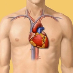 Hart Wordt Koud (Rasmussen)