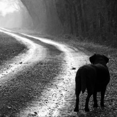 Last Dogs