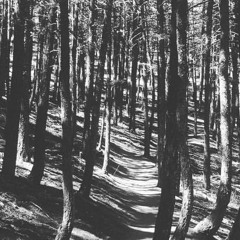 Woods (Produced by Blizzi and StrangeZoo)