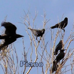 Piano Crow