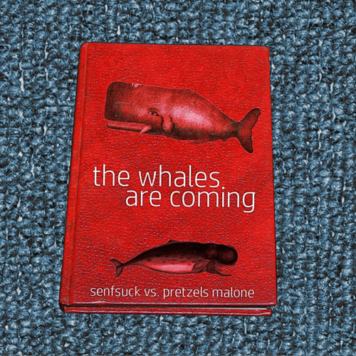 the whales are coming