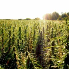 Jay Pheel - Baxkwoods (Prod. By Attic Stein)