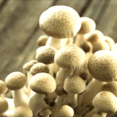 Fungus (Piano Version)