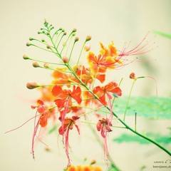 Purano Sei Diner Kotha