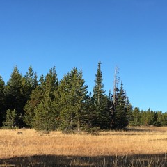 Elk Bugling Bulls With Cows In The Distance