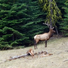 Elk Bull Challenge