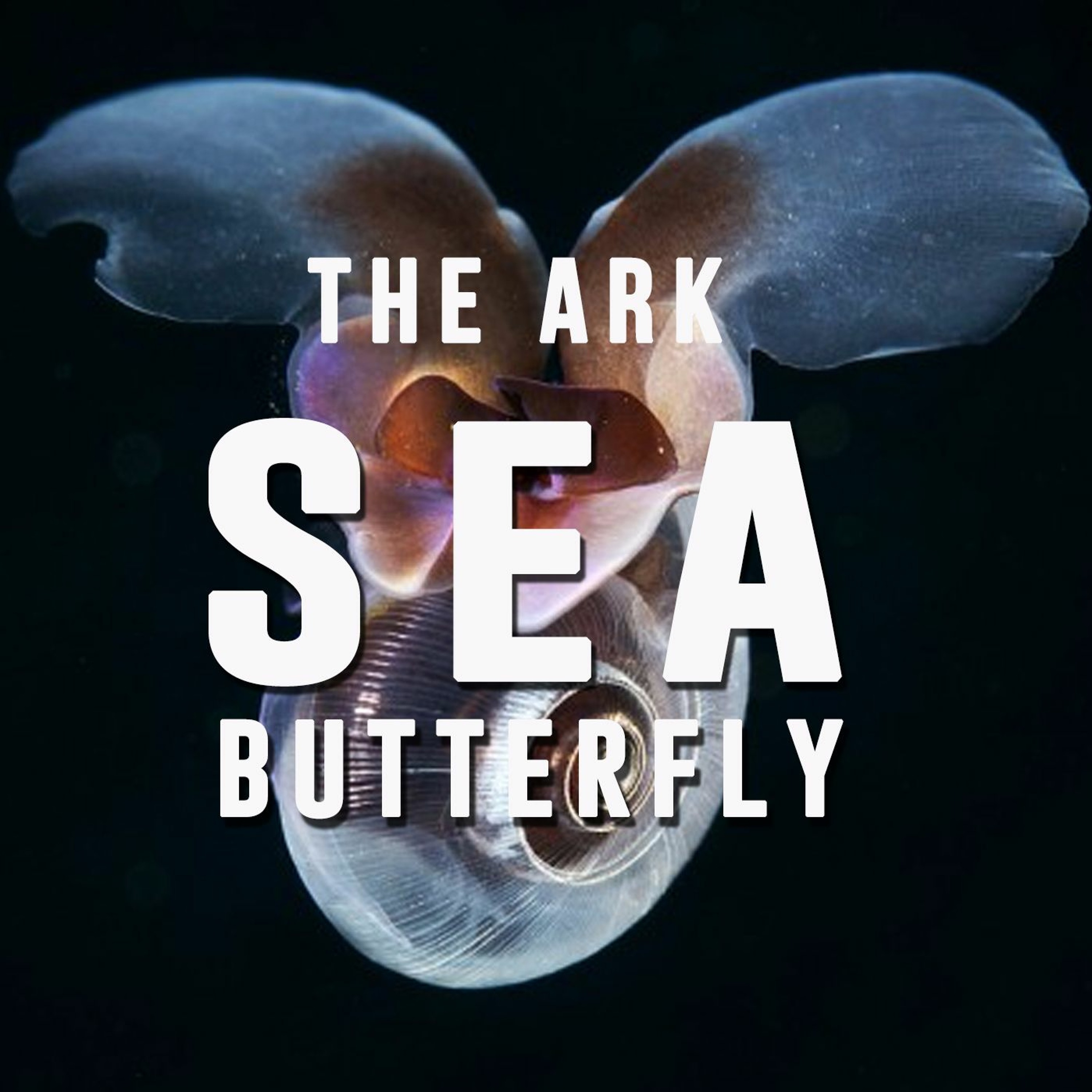 Episode 8 - Sea Butterfly