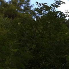 A l'ombre de la lumière