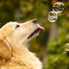 Ichi Ni San Shi - Tree (Black Caviar Bootleg)