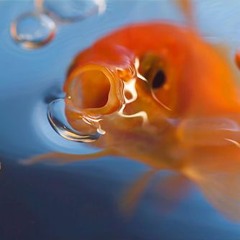 2. Baby fish learning to swim (Animation Shorts)