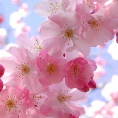 هابى بيرث داى