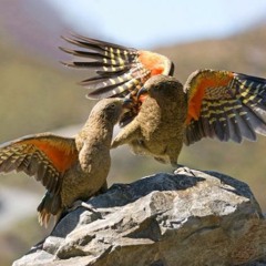The song of the kea