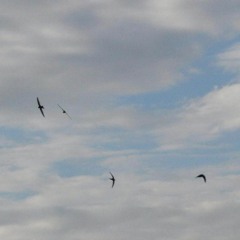 Golondrinas en el Viento