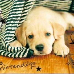 Nintendogs - Chow Theme 8-Bit