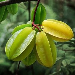 Quả Gì