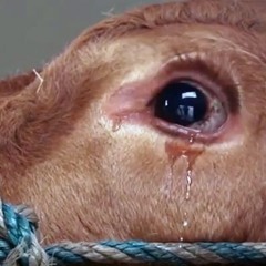 A crying cow - Real Dairy Industry - Go Vegan