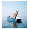 Donkey Of The Day