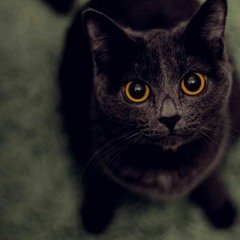 Dj Fr@nk - Bounce (Original Mix)