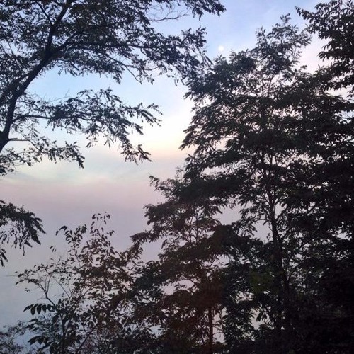 languid (with maxwell)