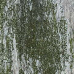 big screens (Prod. HGods)