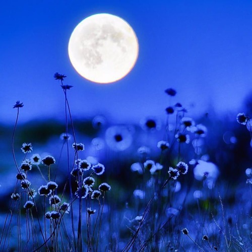 The Moon || By Shimaa Elmokadem