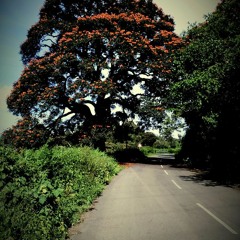 Cicada chorus from Velliangiri Hills