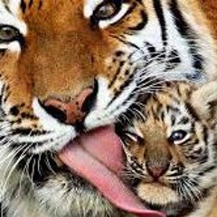 Strength Of Nature V2