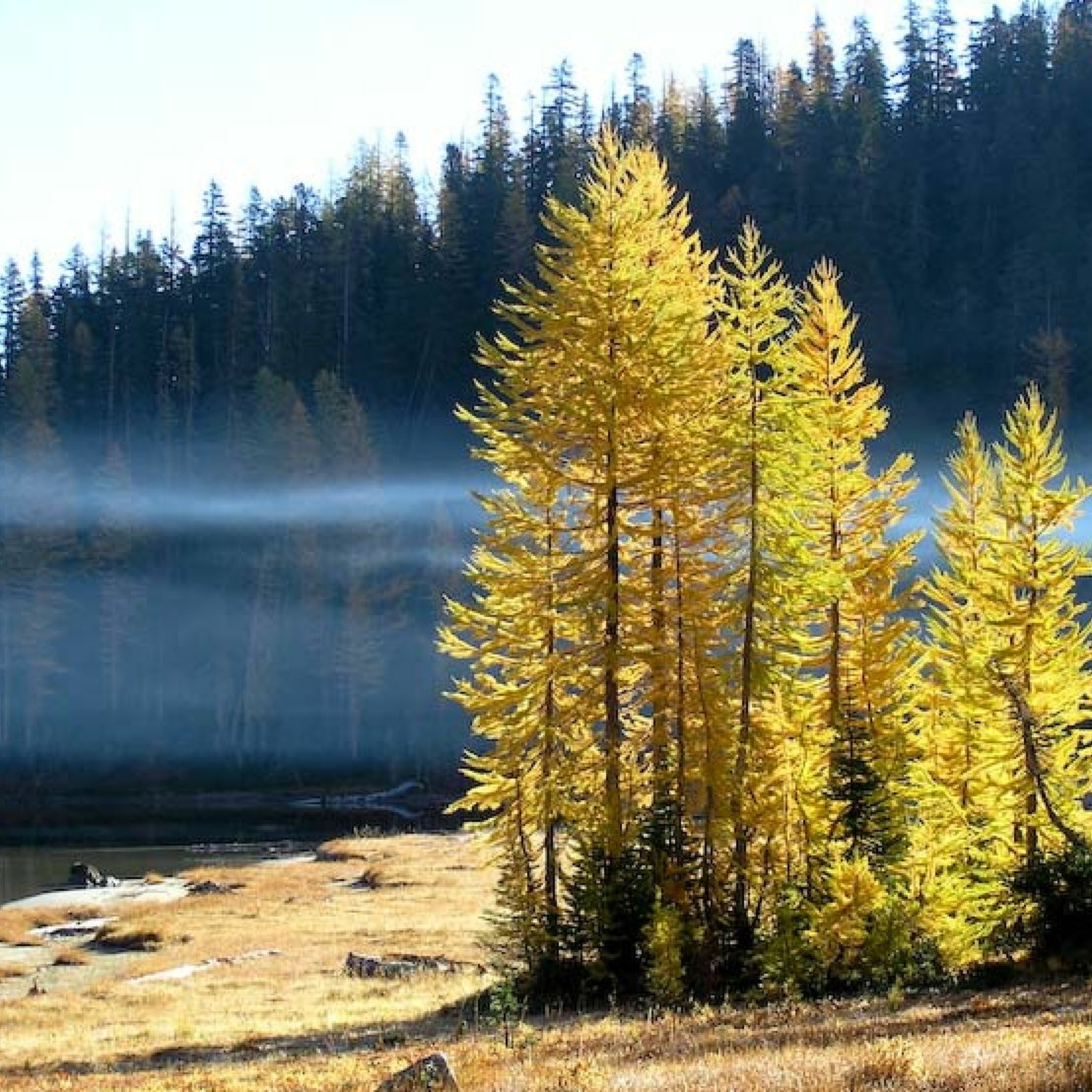 Lurchs Larch episode artwork