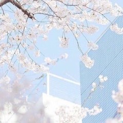 16. 악토버(OCTOBER) - 벚꽃(cherry blossom).
