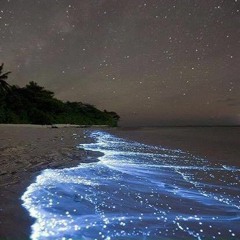 TOSTOGAN - Maia (Official Video)