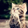 How To Make A Kitty Song
