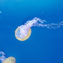 KILL BRAXTON - WORRY (PROD KILLBRAXTON)