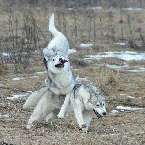Moon moon
