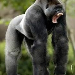 STOO THA GOON....OOOUUU