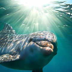 DEEP RISE