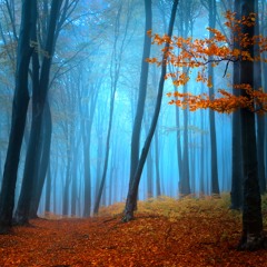 Blue Forest