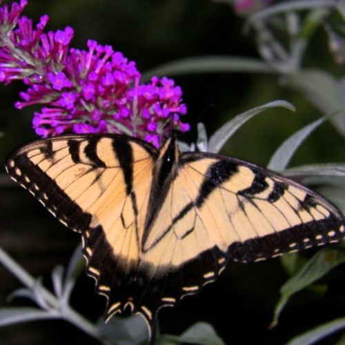 Light As A Feather (gentle percussion)