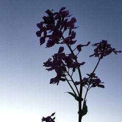 The One That Got Away (Cover)