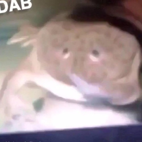 DABFROG