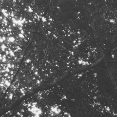 Intention and Blossom