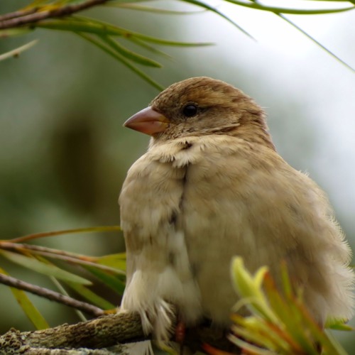 The Dog and The Sparrow