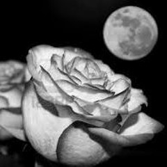 White Rose - Nova X Proda X Koolaid X Guddah