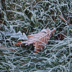 Timeron - Frost 1