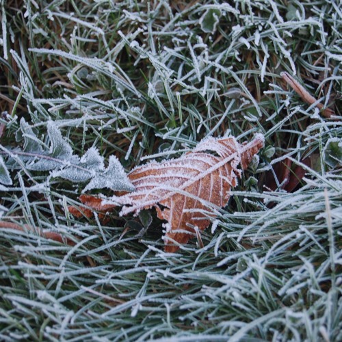 Timeron - Frost 1