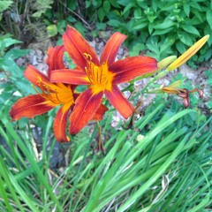 ACBY Michaelmas (The Cailleach)