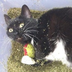 Catnip OD ♣