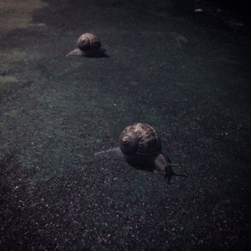 The Stranger Song (Leonard Cohen)